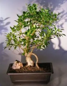 Ficus Retusa Bonsai Tree ('nitida')