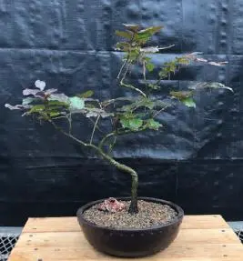 Copper Beech Bonsai Tree "S" Shaped Trunk (fagus sylvatica 'purpurea')
