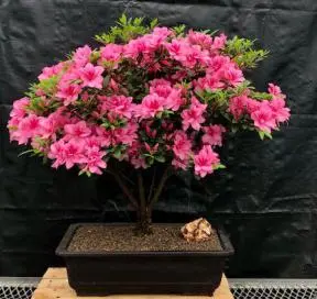 Flowering Tradition Azalea Bonsai Tree (Rhododendron 'Tradition')