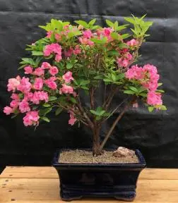 Flowering Rosebud Azalea Bonsai Tree ( Rhododendron 'Rosebud')