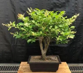Flowering Ligustrum Bonsai Tree (Ligustrum japonicum)