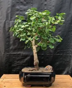 Ginkgo Bonsai Tree (Ginkgo biloba Mariken)