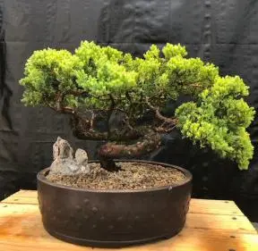 Juniper Bonsai Tree - Coiled Trunk (juniper procumbens nana)