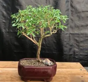 Chinese Flowering White Serissa Bonsai Tree - Tree of a Thousand Stars Straight Trunk - Medium (Serissa Japonica)