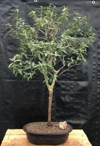 Flowering Dwarf Guava Bonsai Tree (Psidium guajava nana)