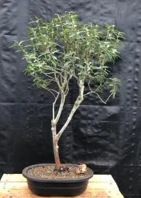 Flowering & Fruiting Dwarf Guava Bonsai Tree (Psidium guajava nana)
