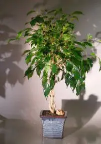 Ficus Braided Twist (Ficus Compacta)