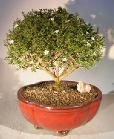 Flowering Mount Fuji Serissa Bonsai Tree - Extra Large (serissa foetida)