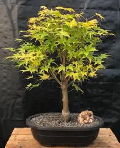 Coral Bark Japanese Maple Bonsai Tree (Acer palmatum 'Sango-kaku')