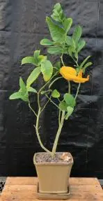 Flowering Buddhas Hand Citrus Bonsai Tree (Citrus medica var. sarcodactylis)