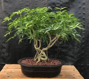 Hawaiian Umbrella Bonsai Tree Banyan Style - Variegated (arboricola schfflera)
