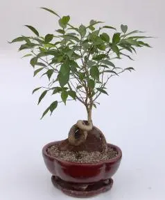 Oriental Ficus Bonsai Tree Coiled Trunk Over Rock (ficus benjamina 'orientalis')