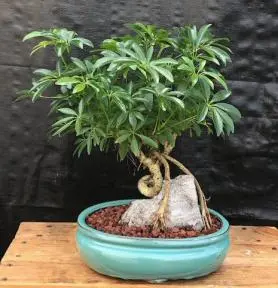 Hawaiian Umbrella Bonsai Tree Coiled Trunk & Root Over Rock (Arboricola Schefflera 'Luseanne')