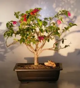Bougainvillea (bougainvillea glabra)
