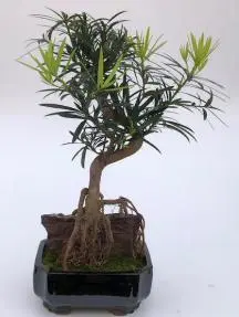 Flowering Podocarpus Bonsai Tree Root Over Rock (podocarpus macrophyllus)