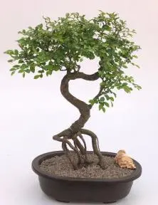 Chinese Elm Bonsai Tree Curved Trunk & Exposed Roots (ulmus parvifolia)