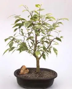 Ficus Breeze Bonsai Tree - Variegated (ficus benjamina)