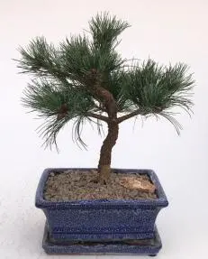 Japanese White Pine Bonsai Tree (pinus parviflora 'Brocade Bark')