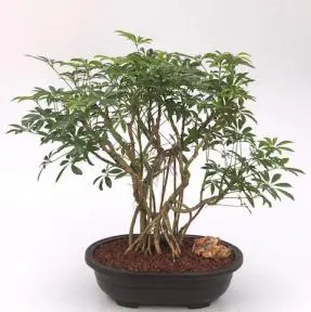 Hawaiian Umbrella Bonsai Tree
Banyan Style
(arboricola schfflera)