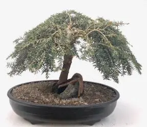 Dwarf Weeping Hemlock Bonsai Tree Root Over Rock Style (Tsuga canadensis 'coles prostmate')