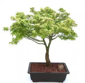 Dwarf Japanese Maple Bonsai Tree (acer palmatum 'kiyohime yatsubusa')