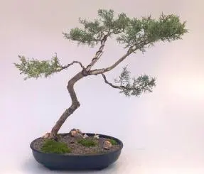 Shimpaku Juniper Bonsai Tree (shimpaku itoigawa)