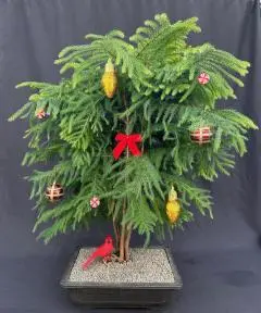 Norfolk Island Pine Bonsai Tree
(araucaria heterophila)