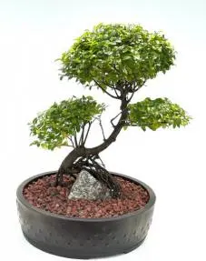 Flowering Sweet Plum Bonsai Tree Curved Trunk & Root Over Rock Style (sageretia theezans)
