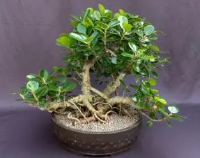 Green Island Ficus Bonsai Tree
(ficus microcarpa)