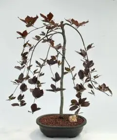 Weeping Purple Beech Bonsai Tree (fagus sylvatica 'purpurea pendula')