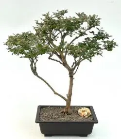 Flowering Diamond Dazzle Crape Myrtle Bonsai Tree (Lagerstroemia 'PIILAG I')