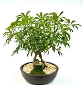 Hawaiian Umbrella Bonsai Tree Coiled & Braided Trunk (arboricola schefflera 'luseanne')