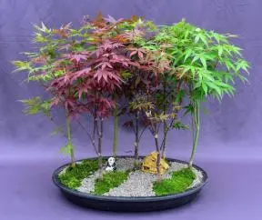 Japanese Maple Bonsai Tree Seven Tree Forest Group (acer palmatum)