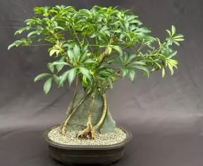 Variegated Hawaiian Umbrella Bonsai Tree Root Over Rock (Arboricola Schefflera 'Luseanne')