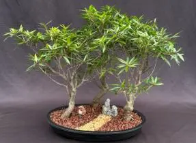 Willow Leaf Ficus Bonsai Tree - Curved Trunk Style 3 Tree Forest Group (ficus nerifolia/salicafolia)