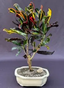 Croton Bonsai Tree (codiaeum variegatum)