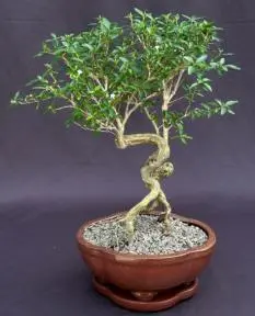 Flowering Mount Fuji Serissa Bonsai Tree With Raised Roots (serissa foetida)
