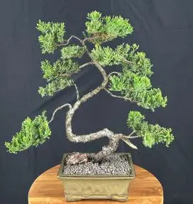 Trained Juniper Bonsai Tree (juniper procumbens nana)