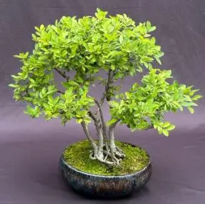 Chinese Elm Bonsai Tree - Clump Style (ulmus parvifolia)