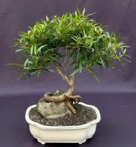 Willow Leaf Ficus Bonsai Tree Root Over Rock Style (Ficus Nerifolia/Salisafolia)