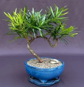 Flowering Podocarpus Bonsai Tree Coiled Trunk Style (podocarpus macrophyllus)