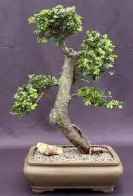 Chinese Elm Bonsai Tree Tiered Branching Style (ulmus parvifolia)