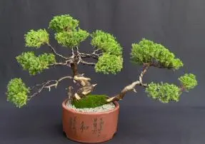 Juniper Bonsai Tree - Trained - Jin and Shari Style (juniper procumbens nana)