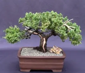 Juniper Bonsai Tree - Trained with Jin & Shari Style (juniper procumbens nana)