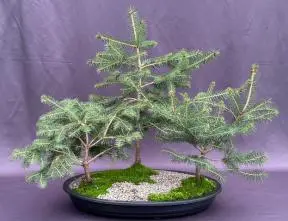 Colorado Blue Spruce Bonsai Tree Three Tree Forest Group (picea pungens)