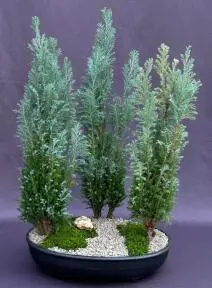 European Cypress Evergreen Bonsai Tree Three Tree Forest Group (chamaecypari Iawsoniana 'ellwoodii')
