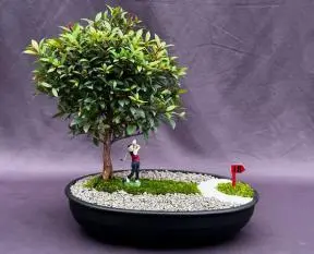 Flowering Brush Cherry Bonsai Tree Miniature Golf Course Scene (eugenia myrtifolia)