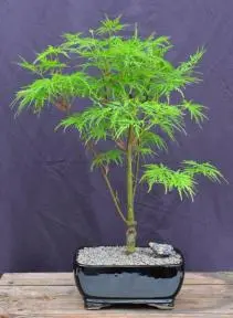 Green Japanese Laceleaf Maple Bonsai Tree (acer palmatum Dissectum Viride)