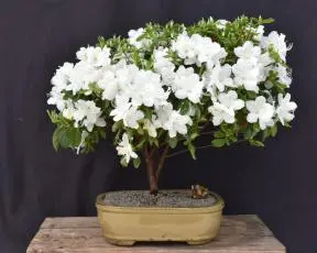 Flowering Delaware Valley White Azalea Bonsai Tree (Azalea x 'Delaware Valley White' )