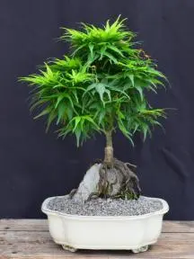 Japanese Green Maple Bonsai Tree Root Over Rock Style (acer palmatum 'Mikawa Yatsubusa')